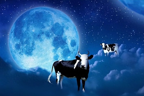 江苏常州沃尔夫公司:安徽池州市青阳县一位“牛”法官的牛飞上了天！