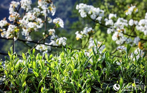 四川马边：人间四月天 高山茶叶鲜